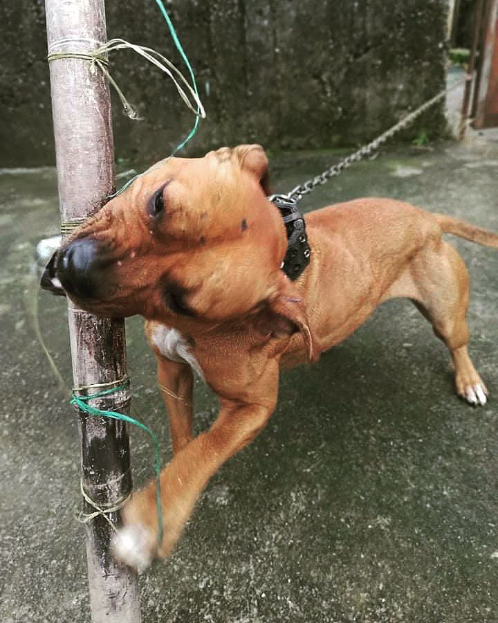 Photo of the dog
