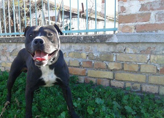 Photo of the dog