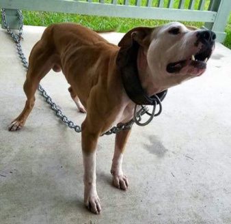 Photo of the dog