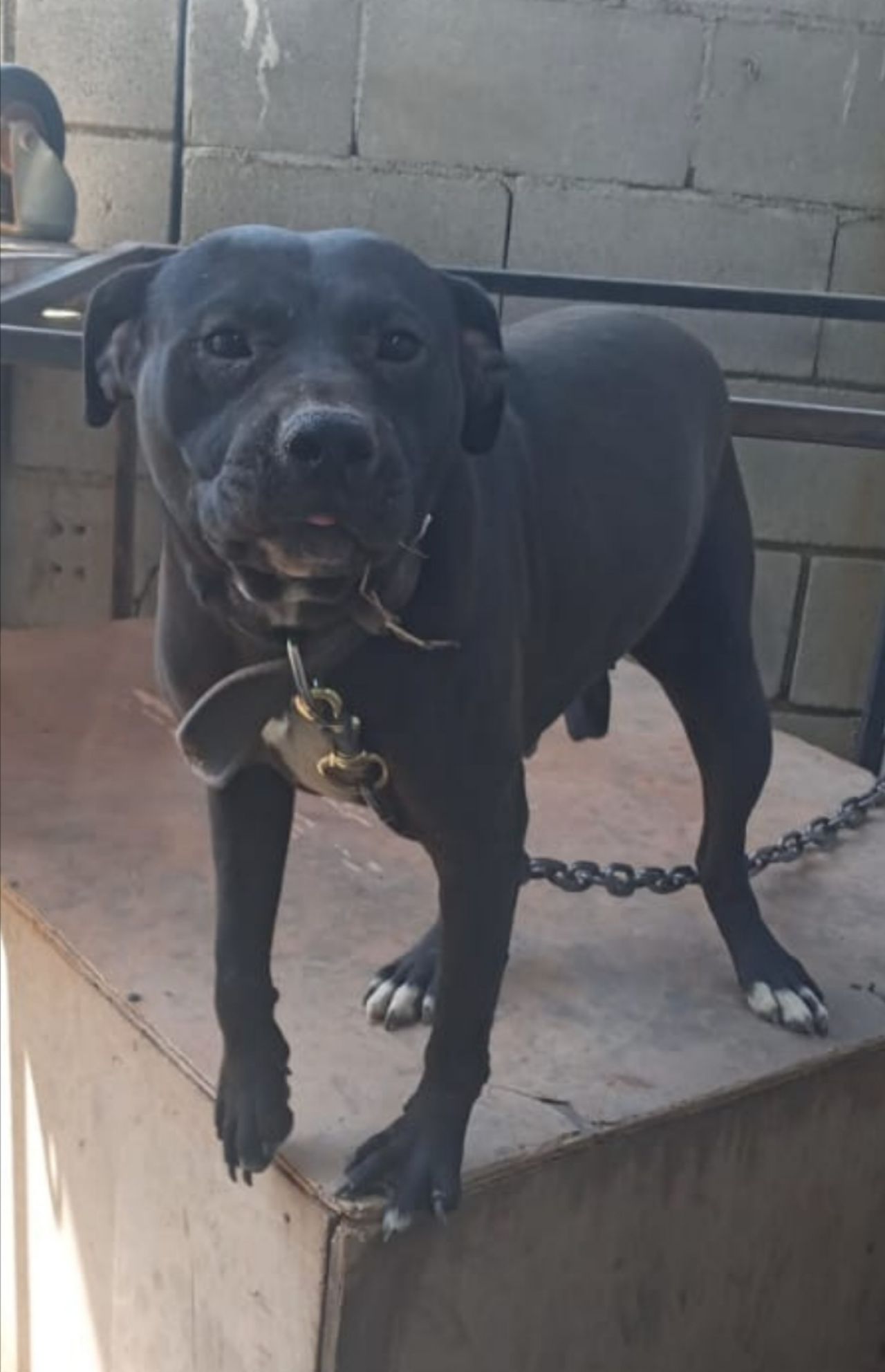 Photo of the dog