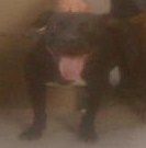 Photo of the dog
