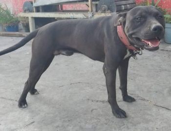 Photo of the dog