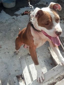 Photo of the dog