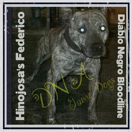 Photo of the dog