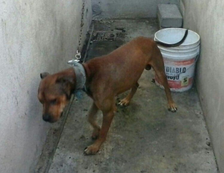 Photo of the dog