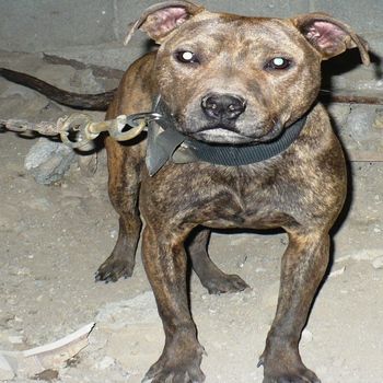 Photo of the dog