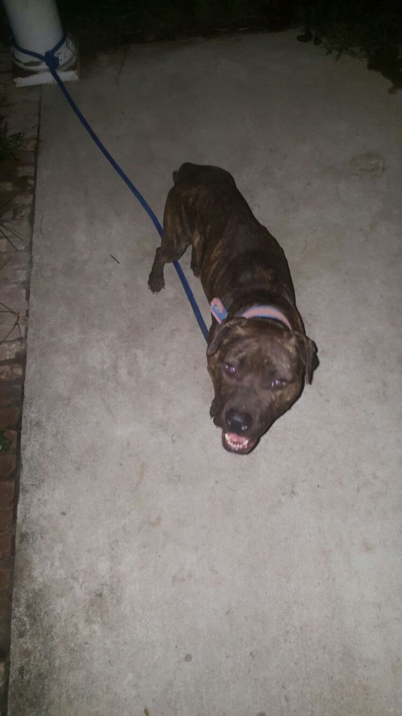 Photo of the dog