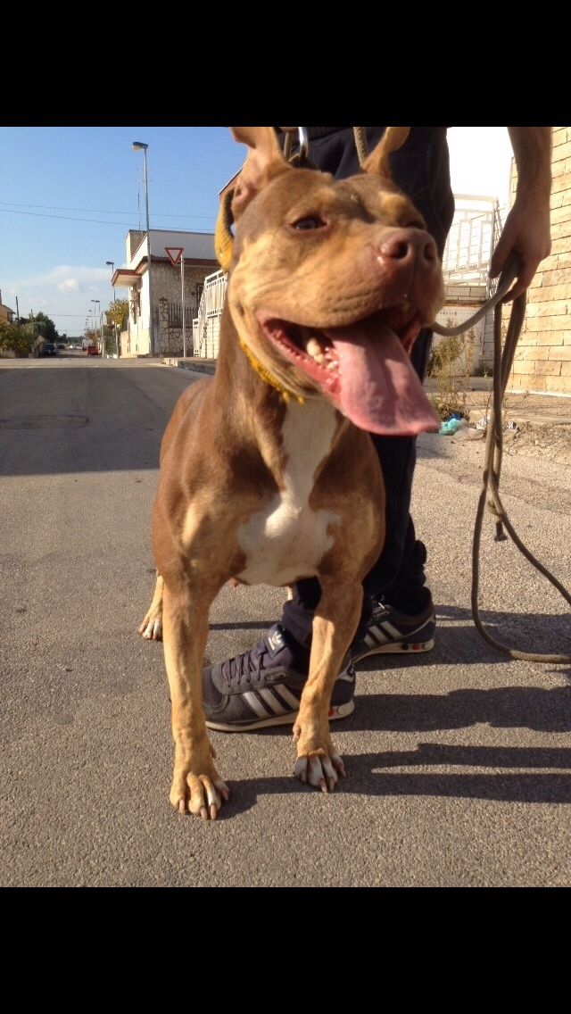 Photo of the dog