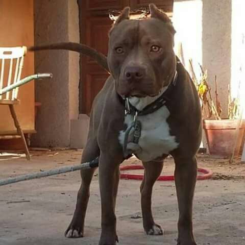 Photo of the dog