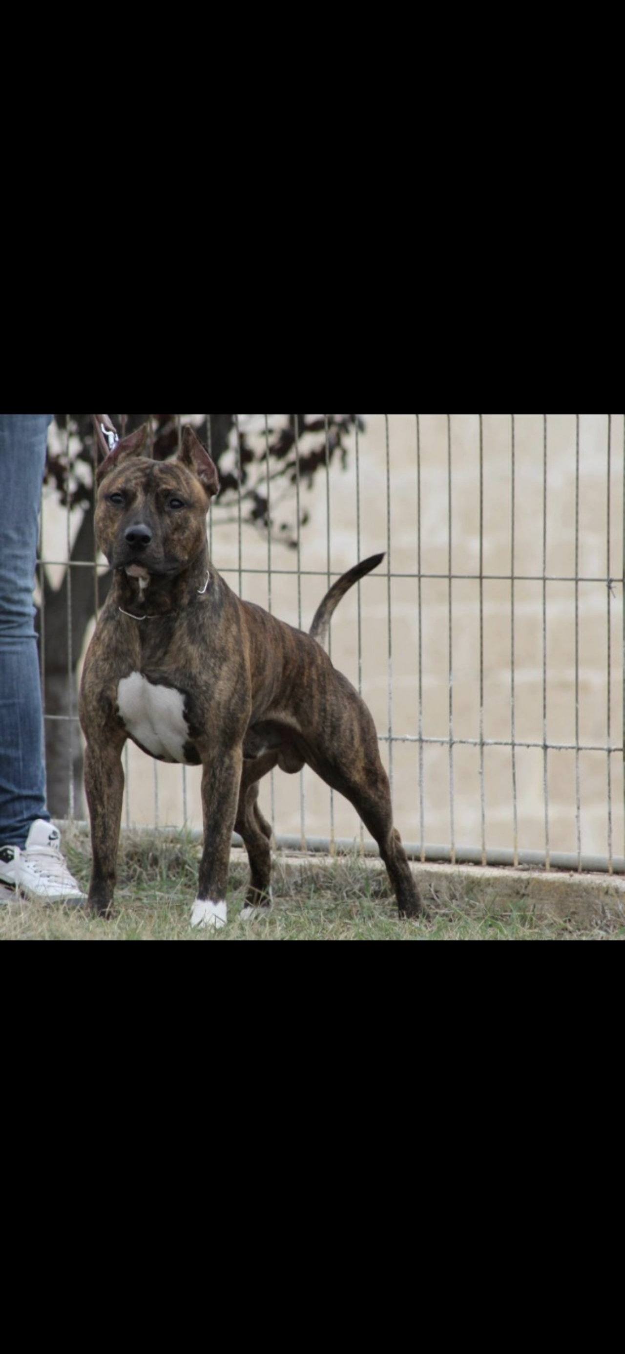 Photo of the dog