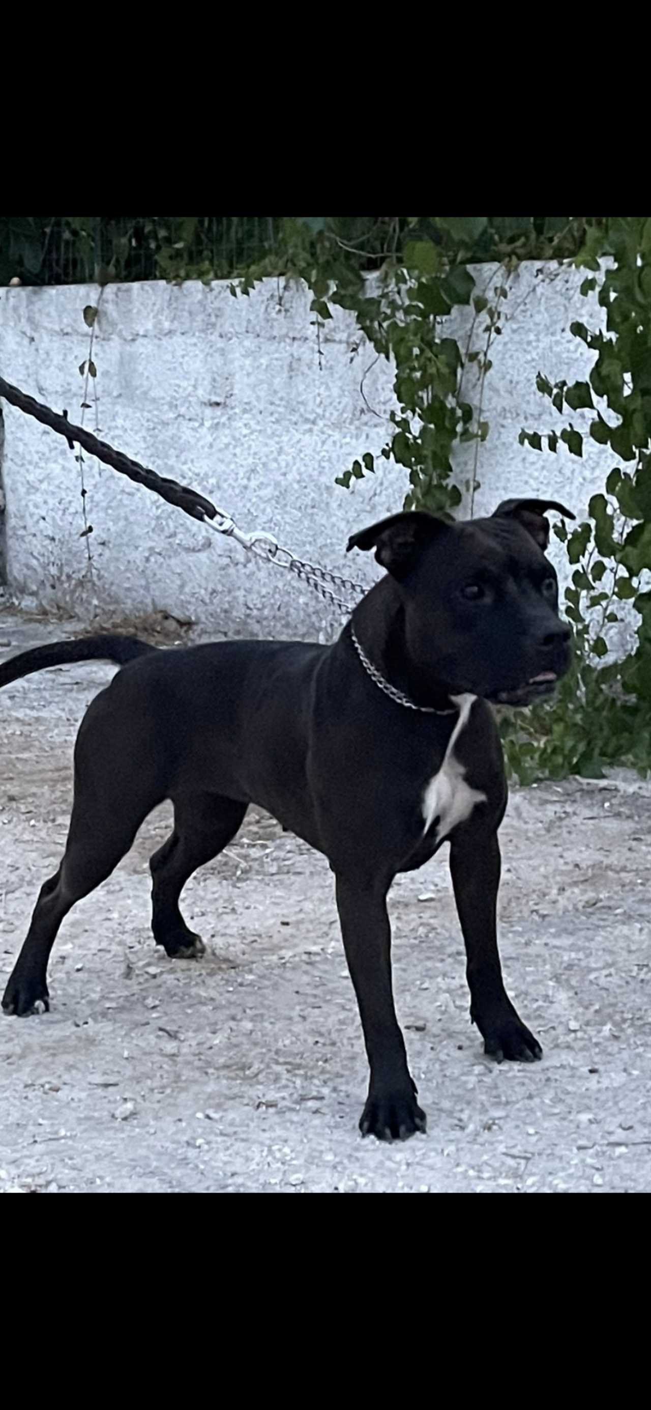 Photo of the dog