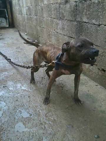 Photo of the dog
