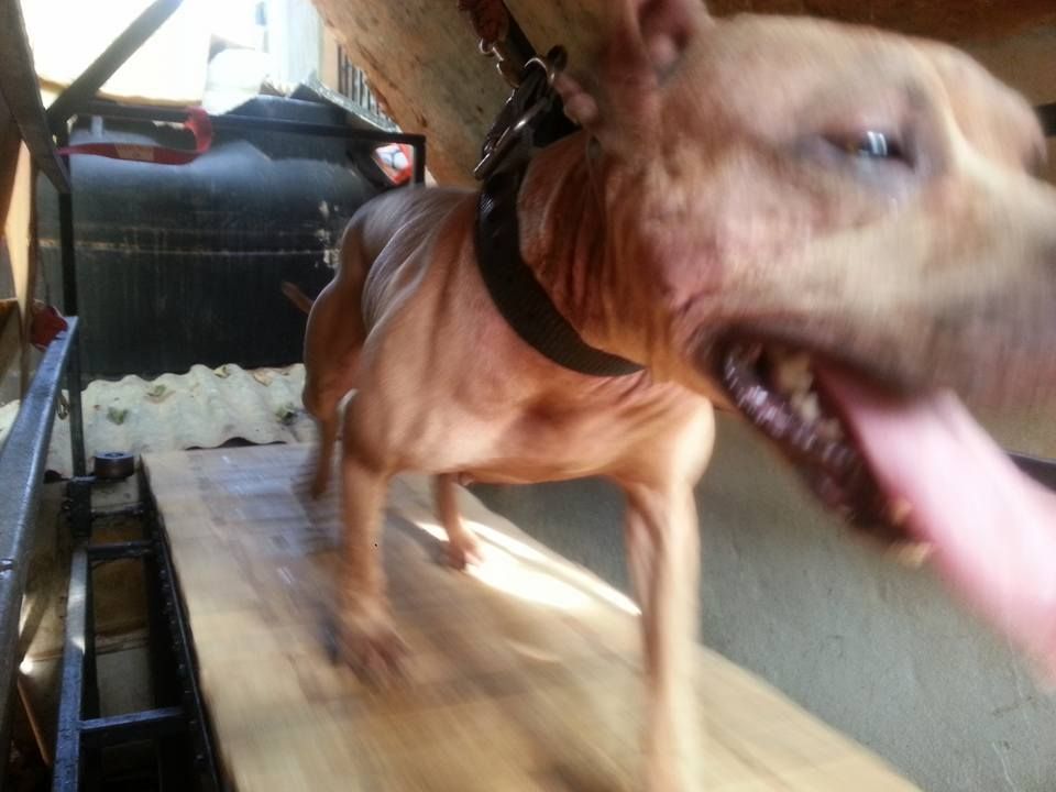 Photo of the dog