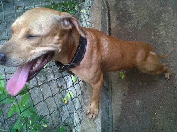 Photo of the dog