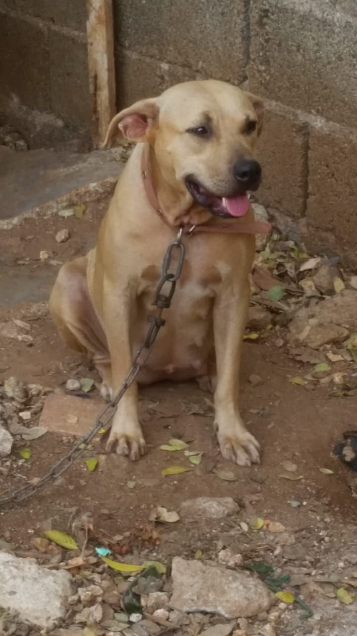 Photo of the dog