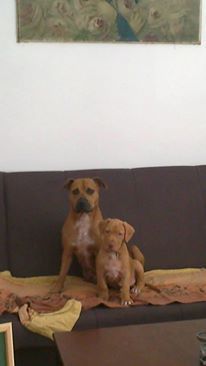 Photo of the dog