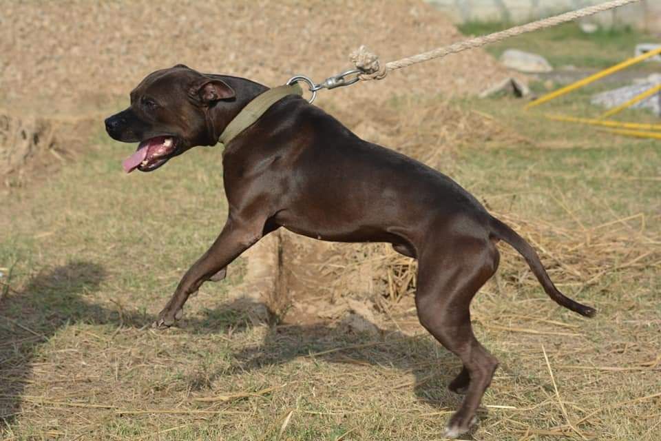 Photo of the dog