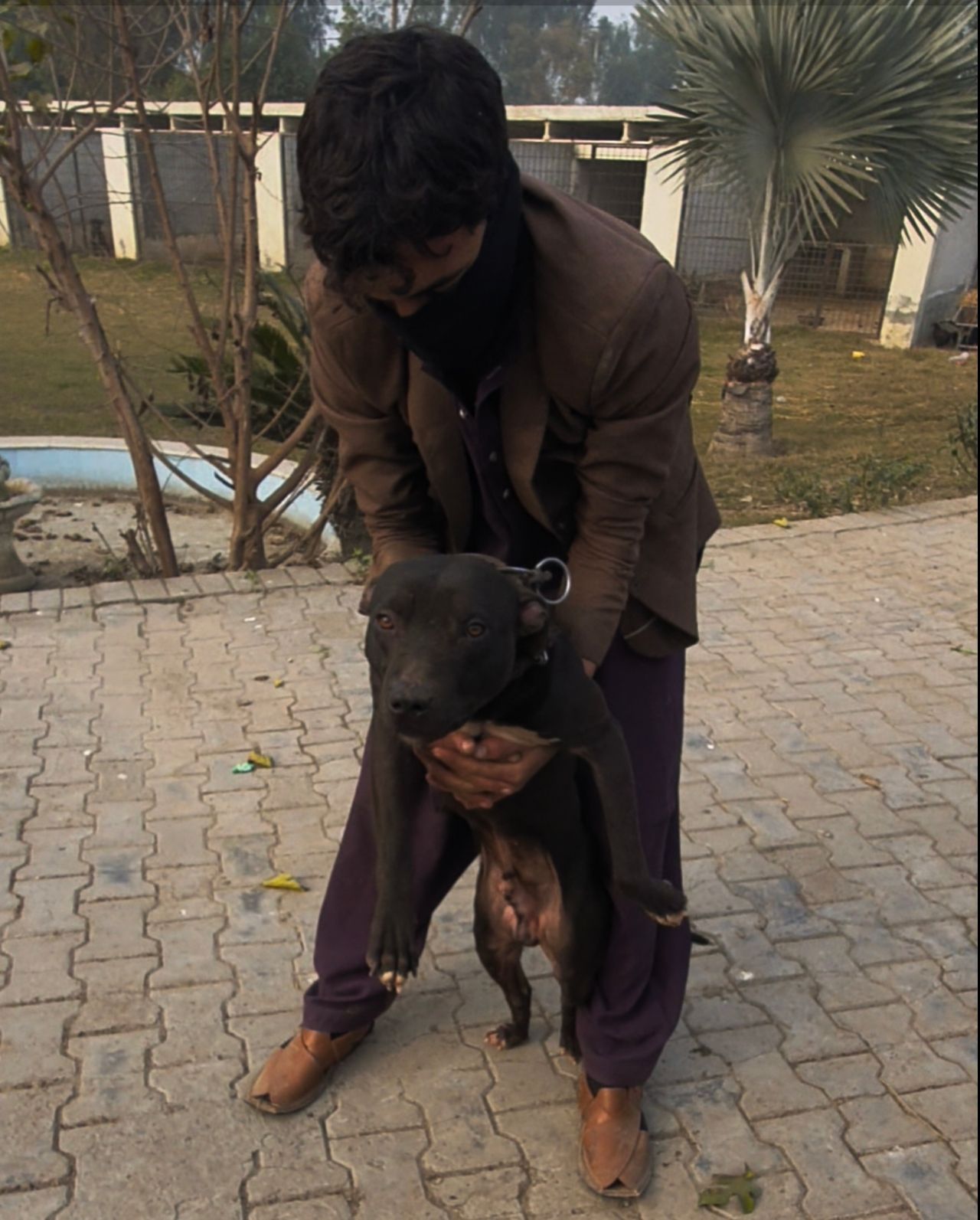 Photo of the dog
