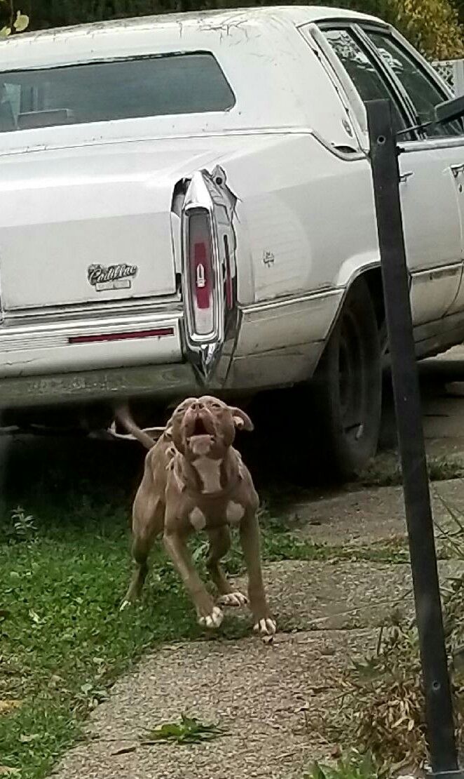 Photo of the dog
