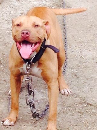 Photo of the dog