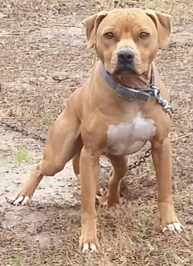 Photo of the dog