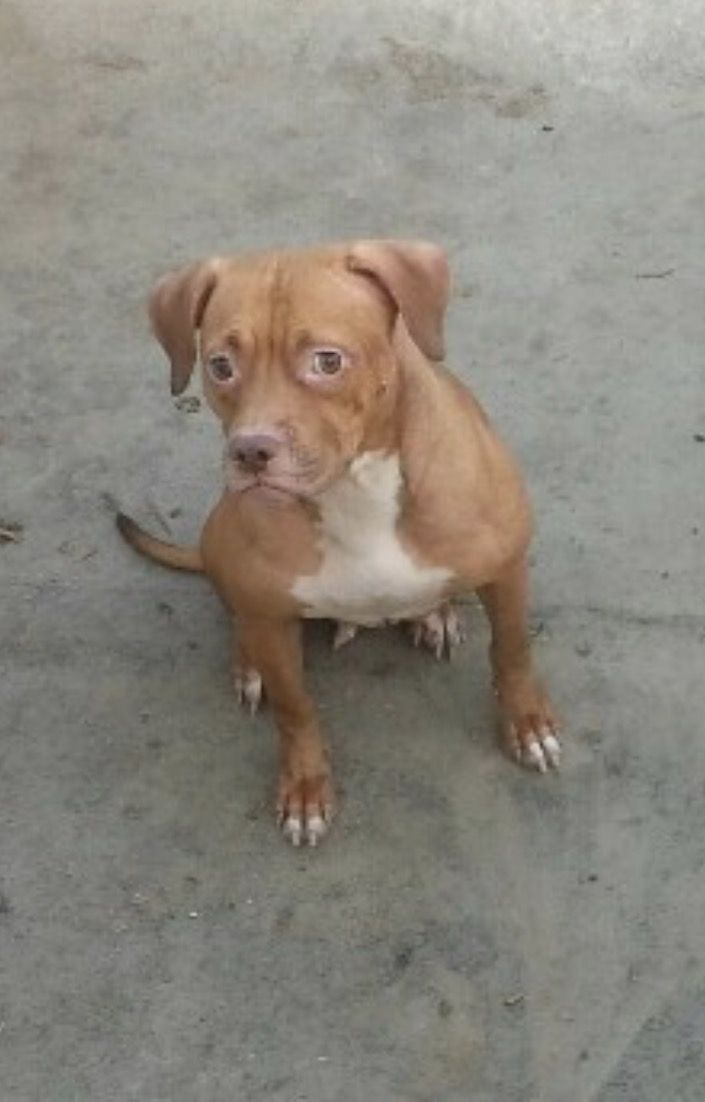 Photo of the dog