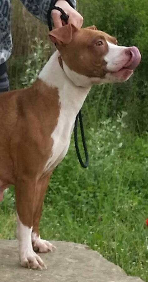 Photo of the dog