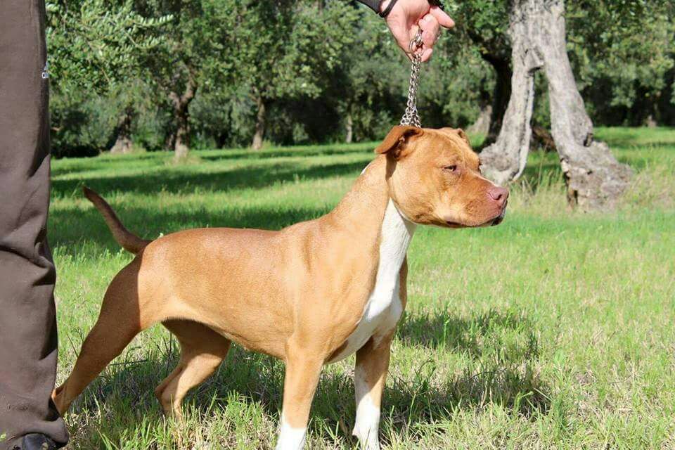 Photo of the dog