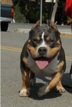 Photo of the dog