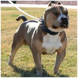 Photo of the dog