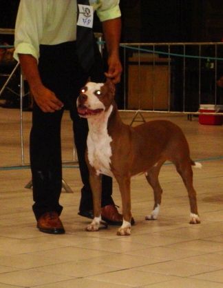 Photo of the dog