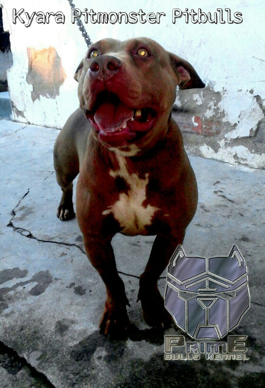 Photo of the dog