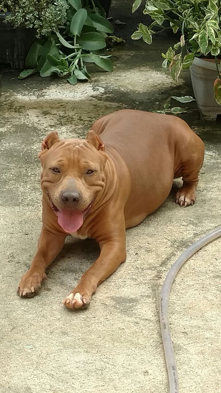 Photo of the dog