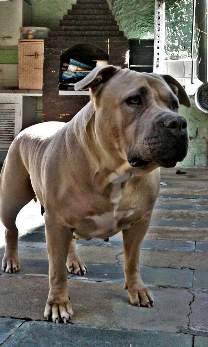 Photo of the dog