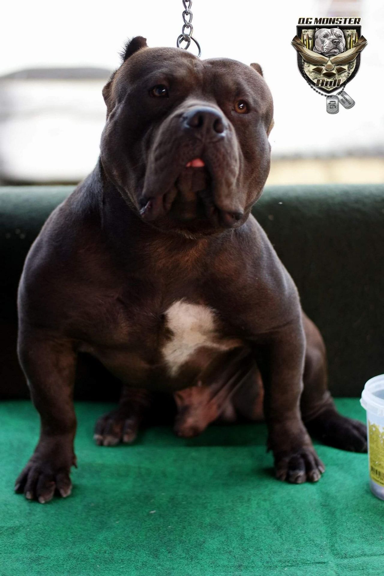 Photo of the dog