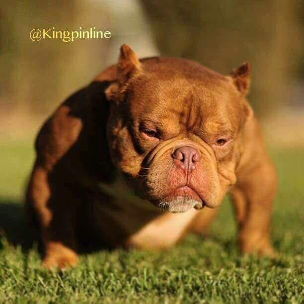 Photo of the dog