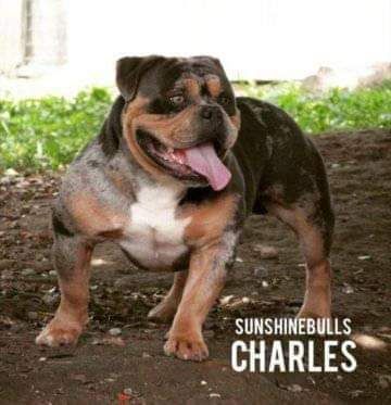 Photo of the dog
