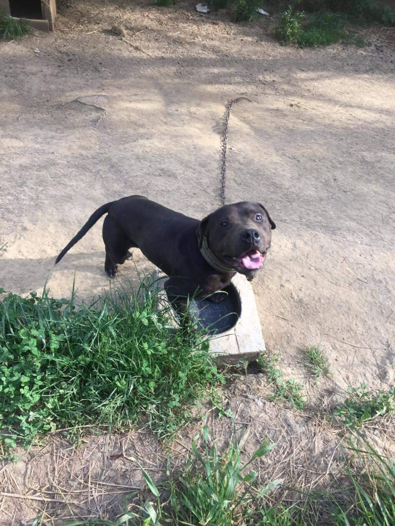 Photo of the dog