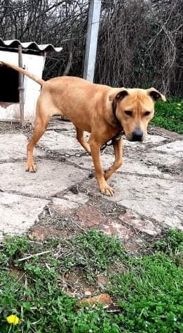 Photo of the dog