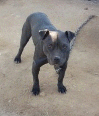 Photo of the dog