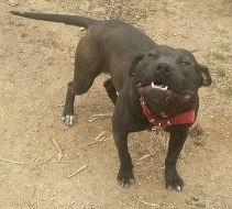 Photo of the dog