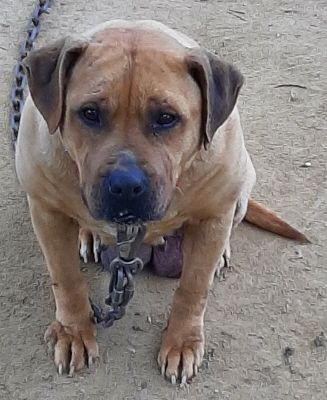 Photo of the dog