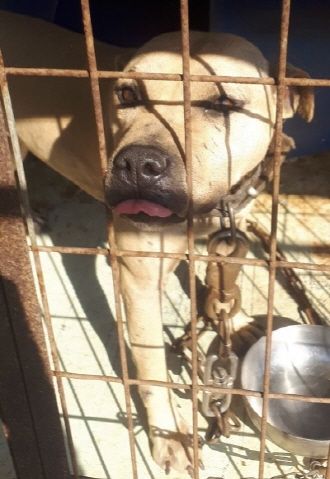 Photo of the dog