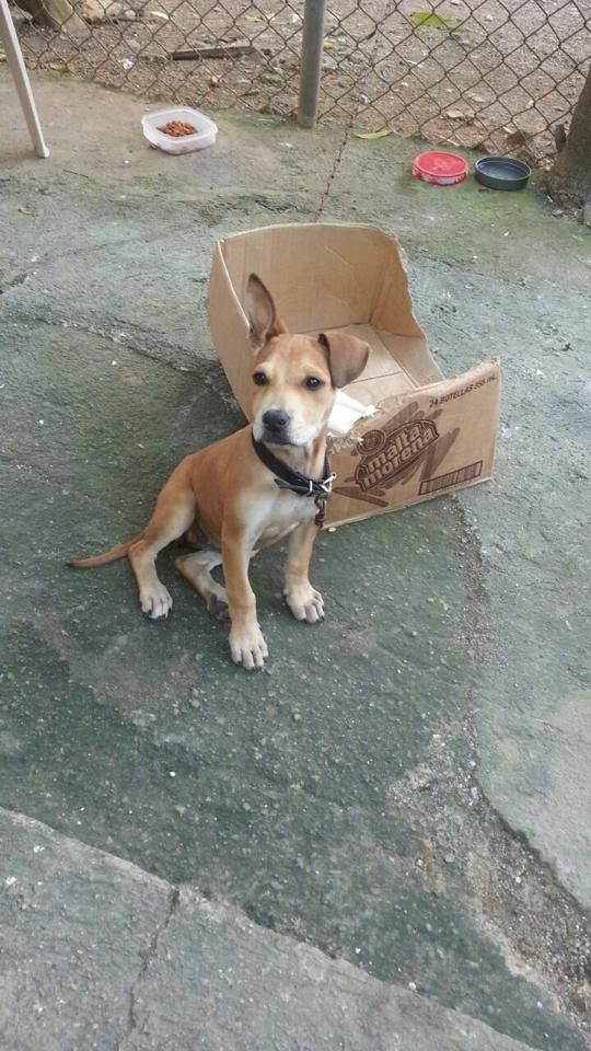 Photo of the dog