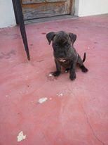 Photo of the dog