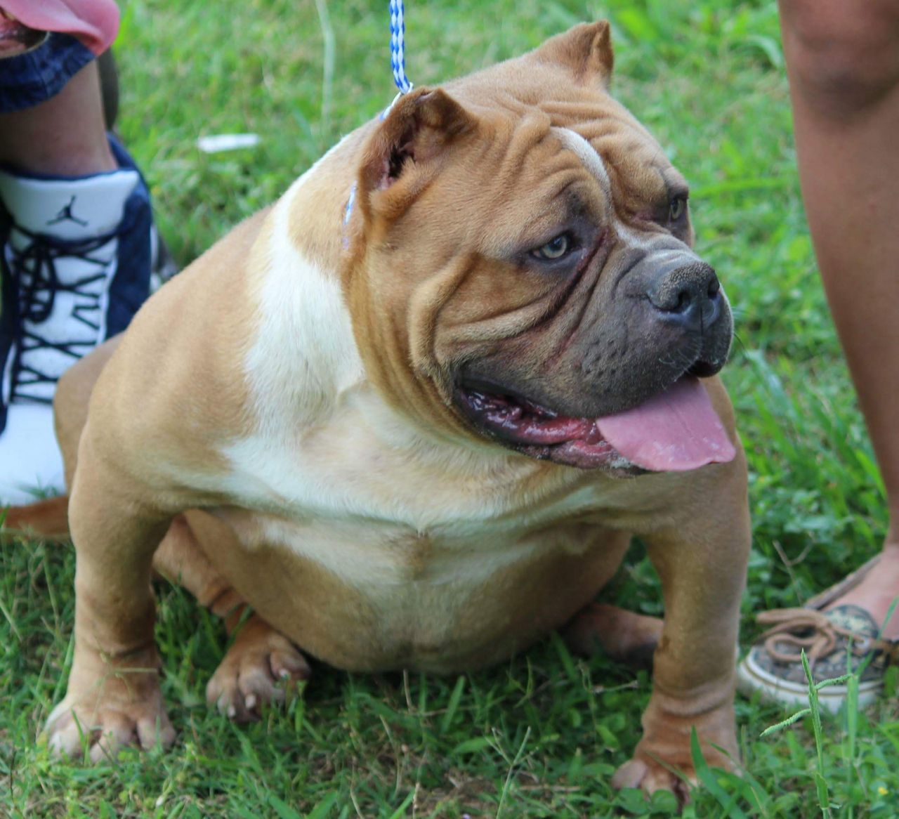 Photo of the dog