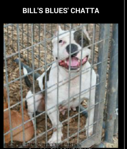 Photo of the dog