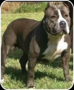 Photo of the dog