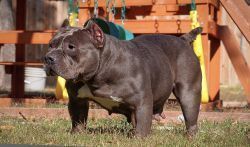 Photo of the dog