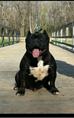 Photo of the dog